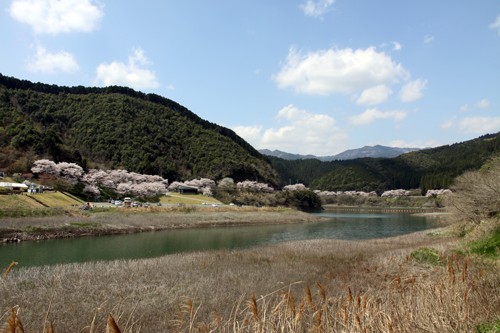 市房の千本桜2-満面の笑み