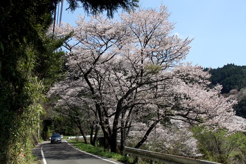 市房の千本桜2-満面の笑み
