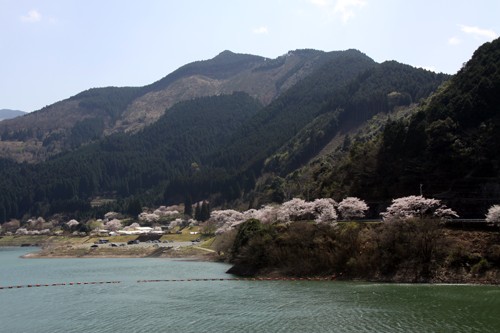 市房の千本桜2-満面の笑み