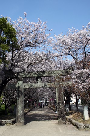 城郭と桜(大村公園・玖島城)