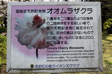 城郭と桜(大村公園・玖島城)