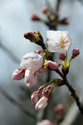 桜納め