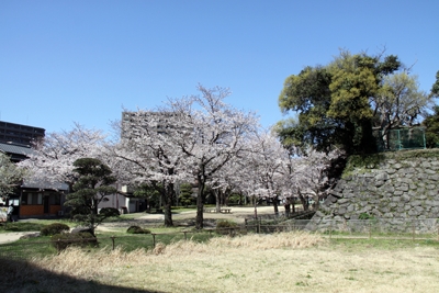 桜のある風景