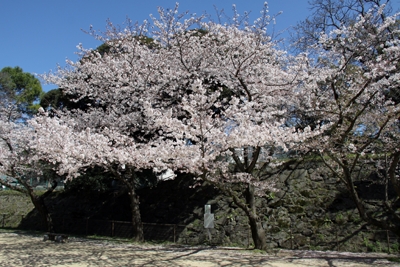 桜のある風景