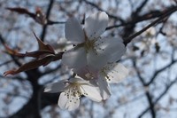 春眠、桜はまだかいな?