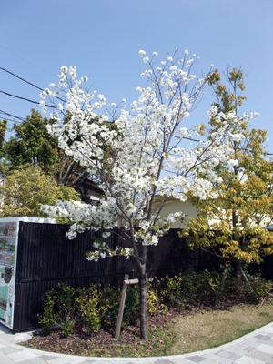 桜、もう終わり?(泣)
