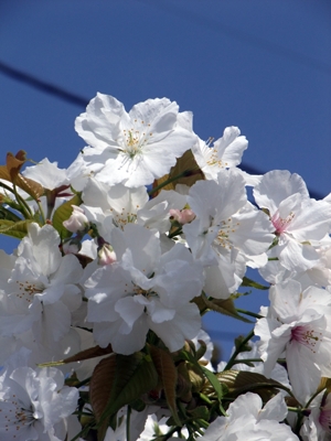 桜、もう終わり?(泣)