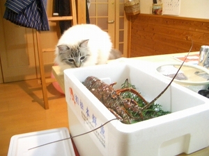 伊勢海老!