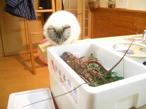 伊勢海老!