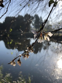 谷人散歩　Kimioのレポート　秋の…桜