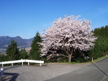 谷人散歩 KIMIOのレポート 見頃