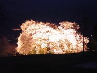 谷人散歩　KIMIOのレポート　お花見
