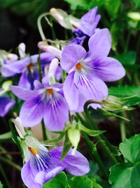 谷人散歩 Kimioのレポート 花