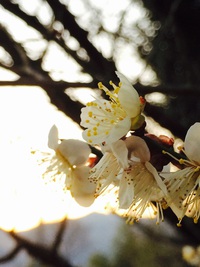 谷人散歩 Kimioのレポート 梅の花