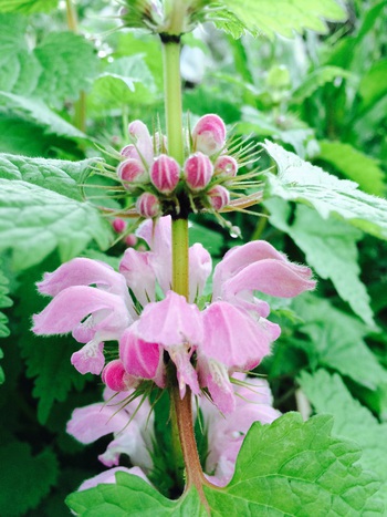 谷人散歩 Kimioのレポート 花 谷人散歩 Kimioのレポート 花