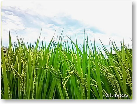 久しぶりの青空・散歩♪
