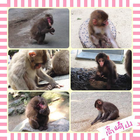 高崎山のお猿さん 高崎山のお猿さん