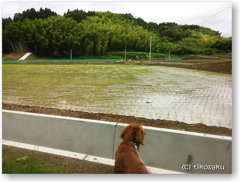 田んぼ