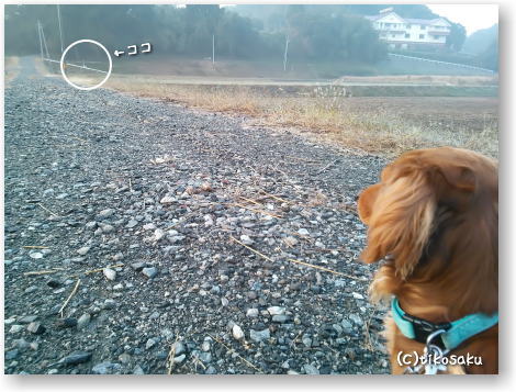 その後のチェリーくん