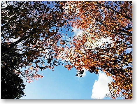 紅葉・・もう一つ~プラタナス~