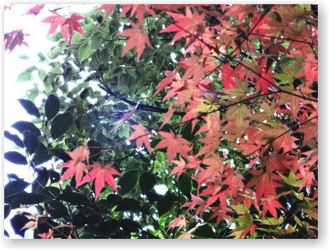 紅葉 紅葉