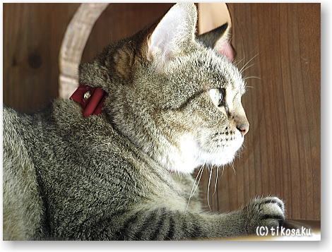 皿猫ムーちゃん!!