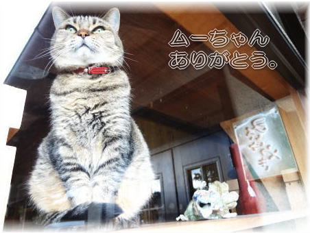 ムーちゃん、ありがとう ムーちゃん、ありがとう