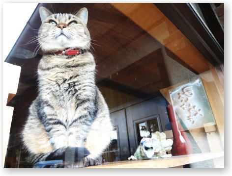 三池焼の看板猫のムーちゃん