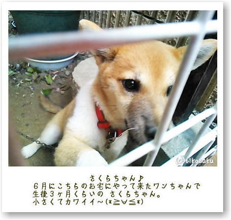 熊本市 無銘chayaさん