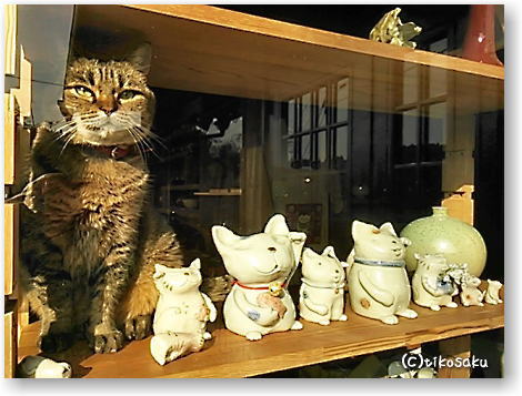 招き猫 集合!!