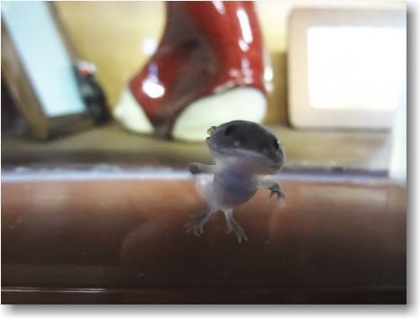 ウーパールーパー ウーパールーパー