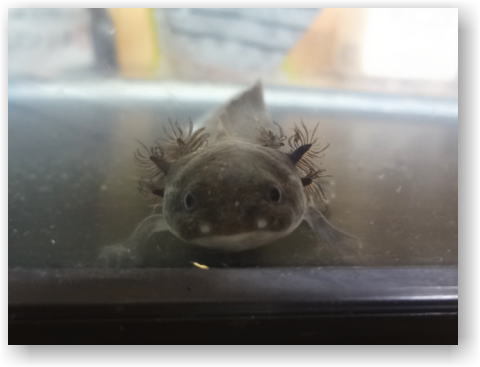 ウパちゃん ウパちゃん