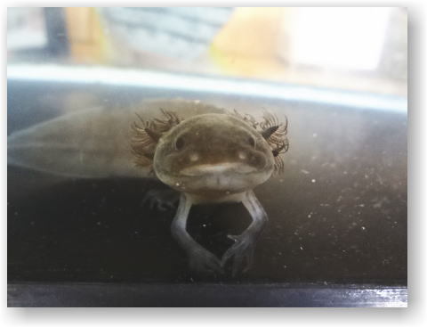 ウパちゃん ウパちゃん