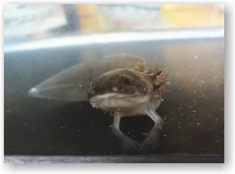 ウパちゃん ウパちゃん