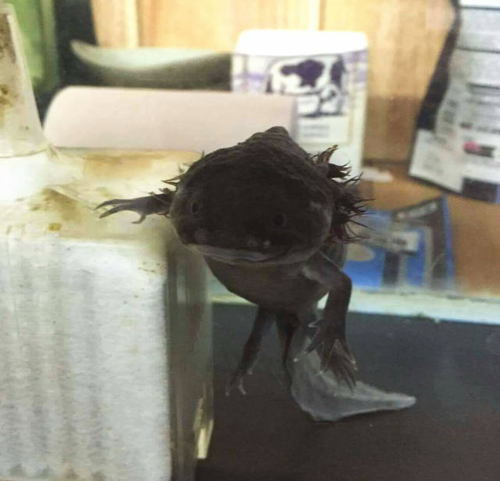 ウパちゃん ウパちゃん