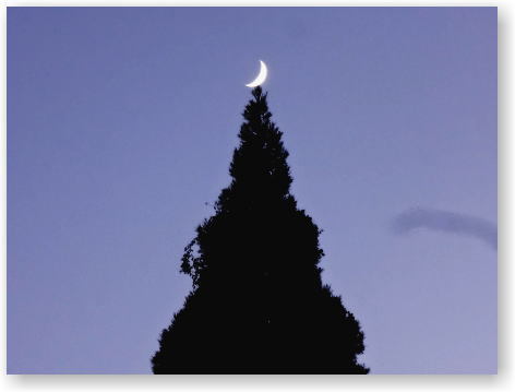 クリスマスツリーっぽい クリスマスツリーっぽい