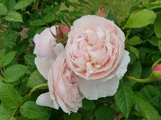 南阿蘇☆薔薇の庭園【Dear ROSE(ディアローズ)】