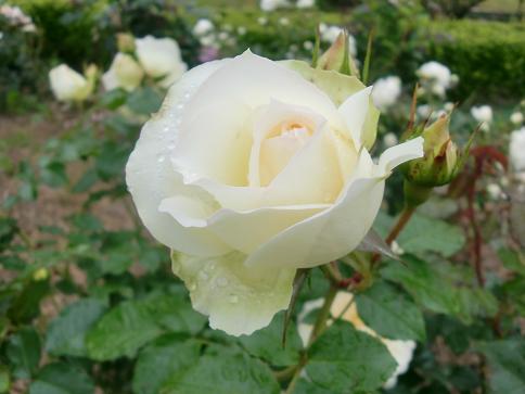 南阿蘇☆薔薇の庭園【Dear ROSE(ディアローズ)】