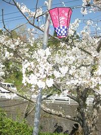 宇土の桜　情報
