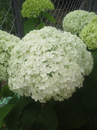 アナベル庭の紫陽花