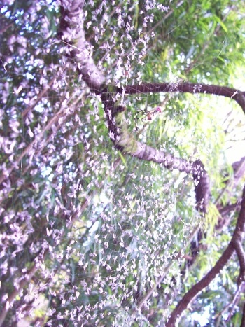 谷人散歩 KIMIOのレポート 羽虫が…