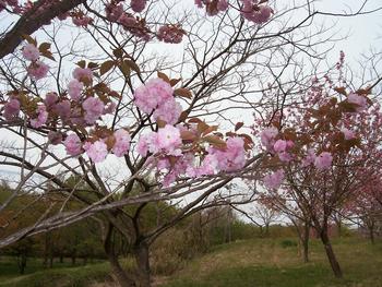 谷人散歩 KIMIOのレポート 西南の役公園