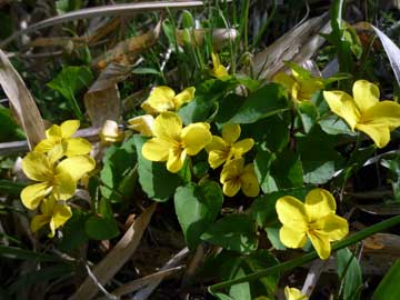 草原には春の花が