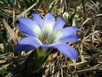 草原には春の花が