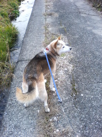尋ね犬