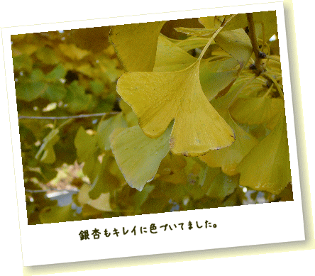 紅葉きれい♪
