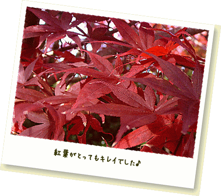 紅葉きれい♪