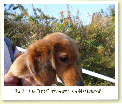 紅葉きれい♪