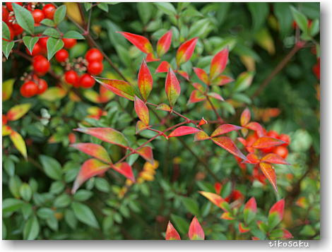我が家の紅葉♪