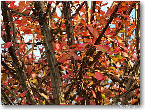 我が家の紅葉♪